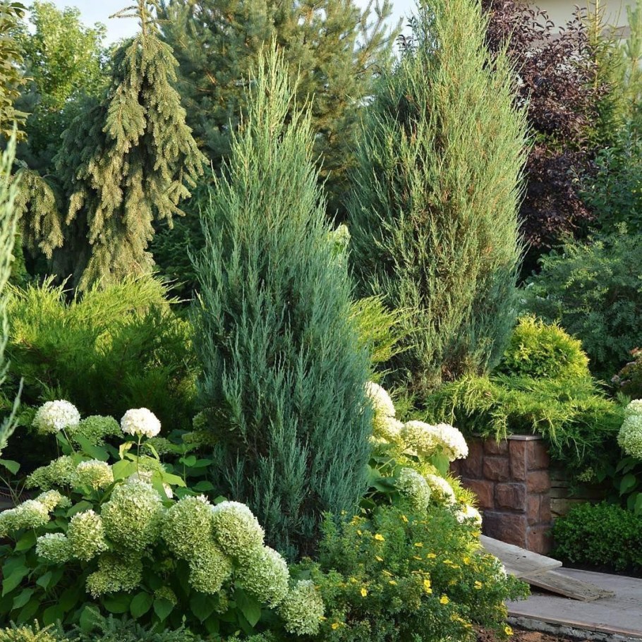 Можжевельник скальный Блю Эрроу