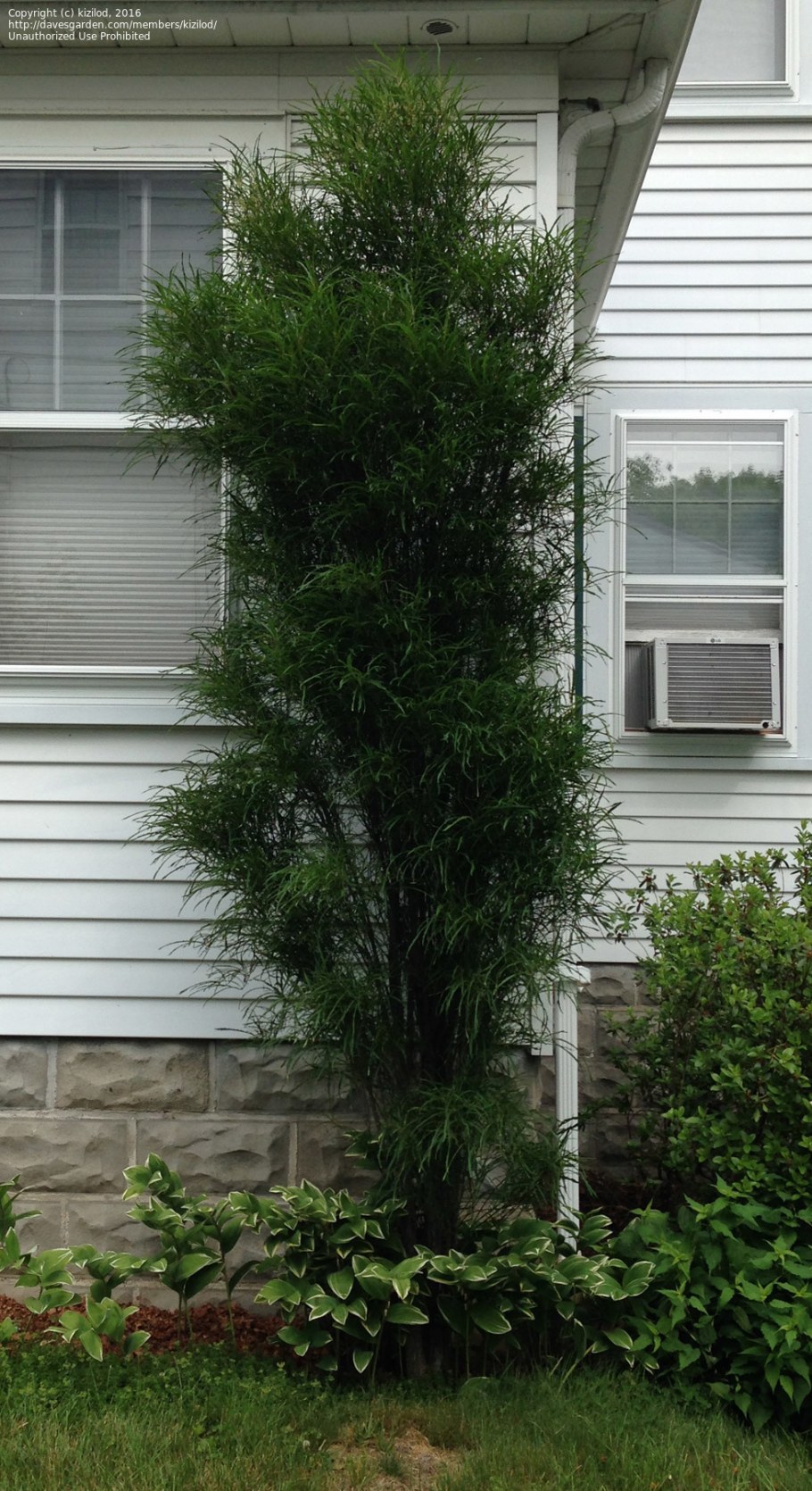 Крушина ломкая 'Fastigiata'