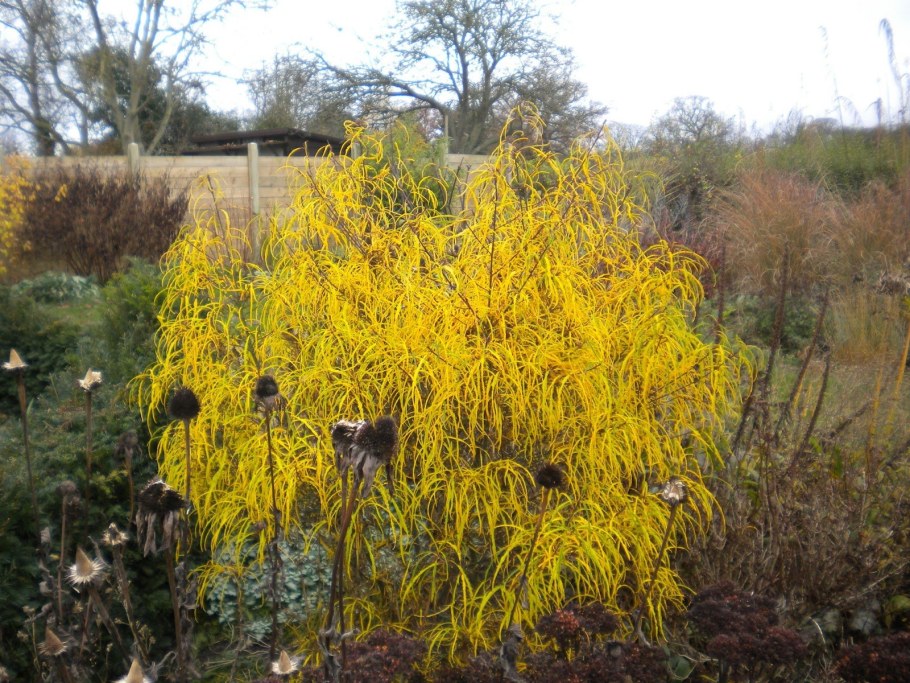 Крушина ломкая Asplenifolia