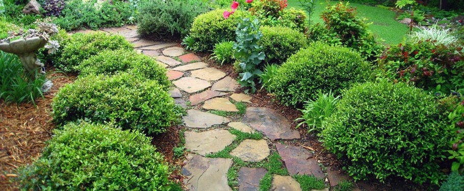 Яблони в саду фото