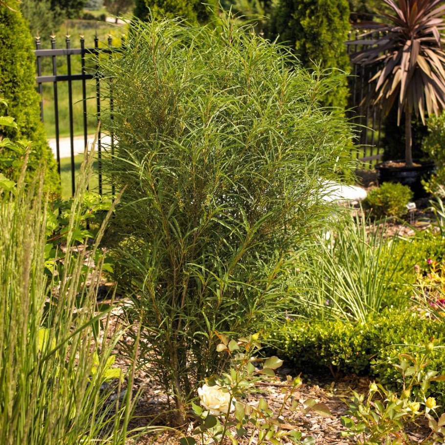 Крушина ломкая Файн лайн