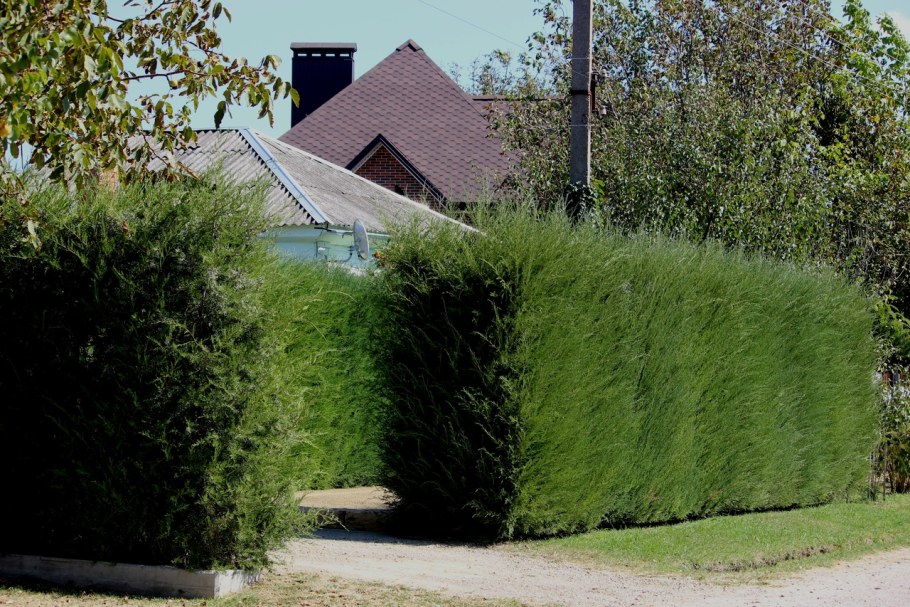 Можжевельник Хиберника Живая изгородь