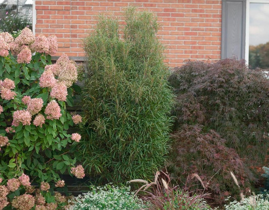 Крушина ломкая Fine line