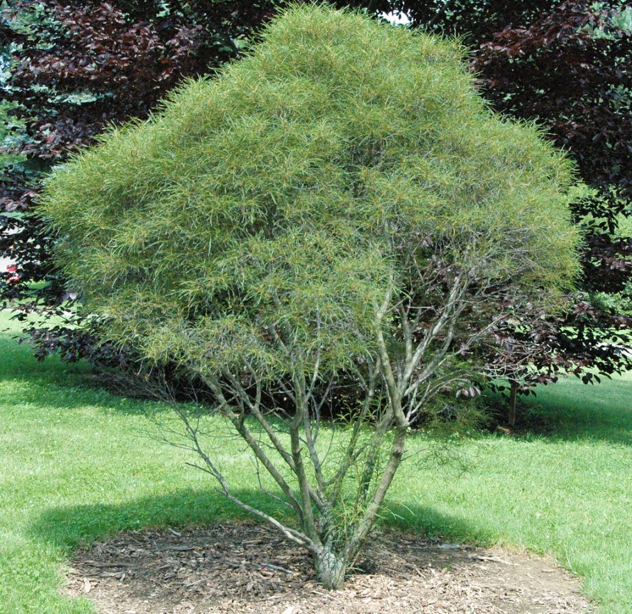 Rhamnus Frangula 'Aspleniifolia'