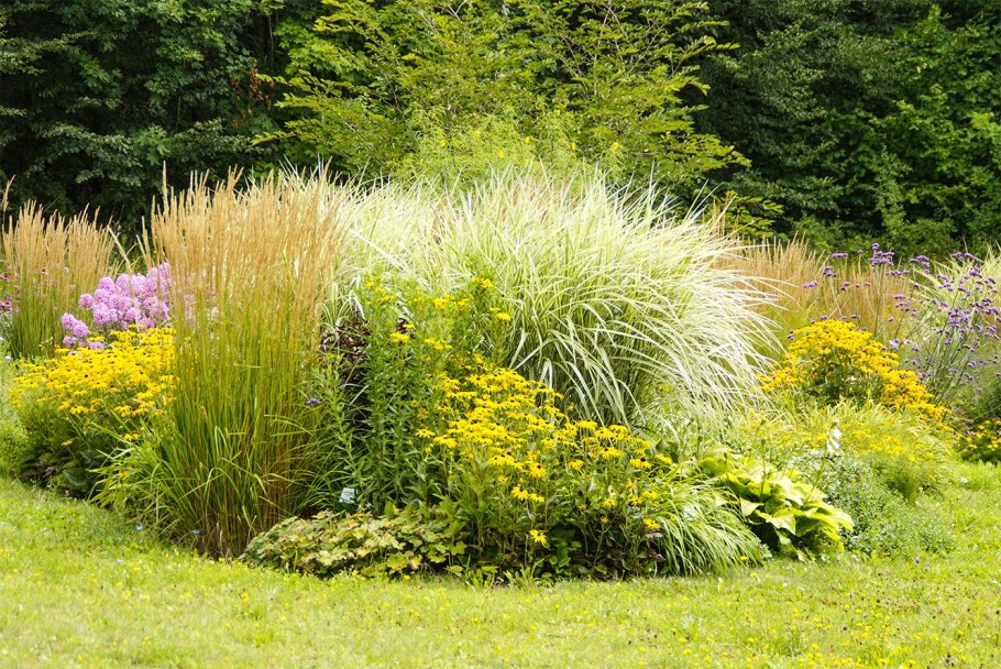 Вейник в миксбордере