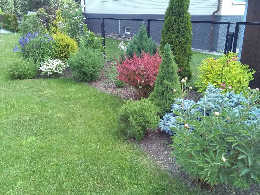 Миксбордер туя Барбарис