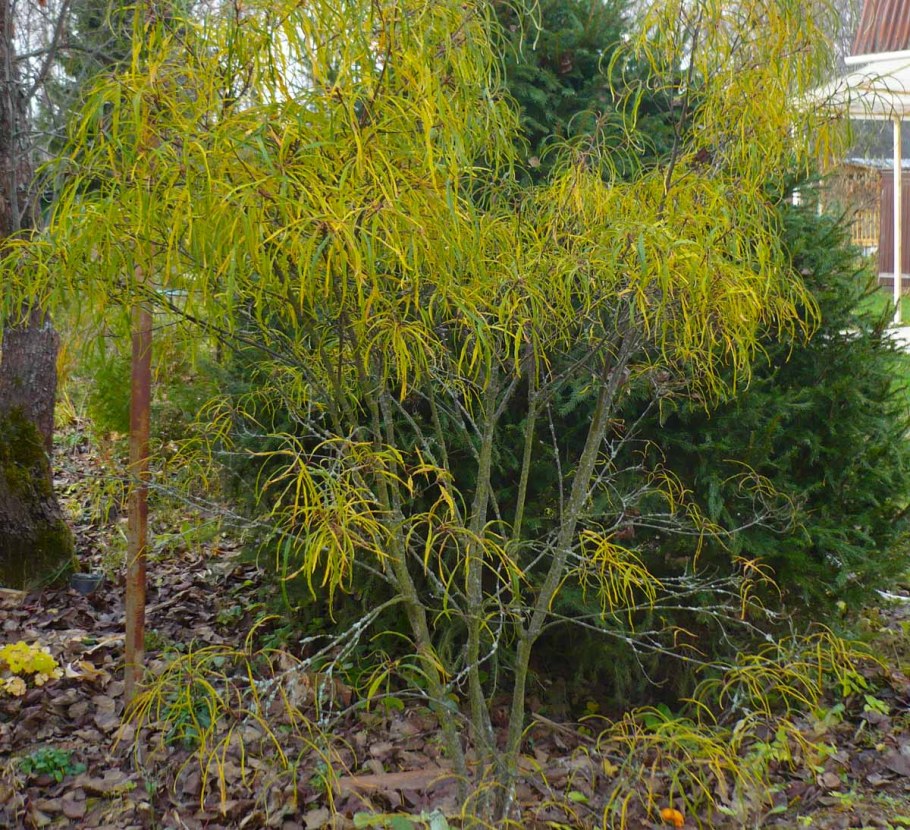 Крушина ломкая 'Aspleniifolia'