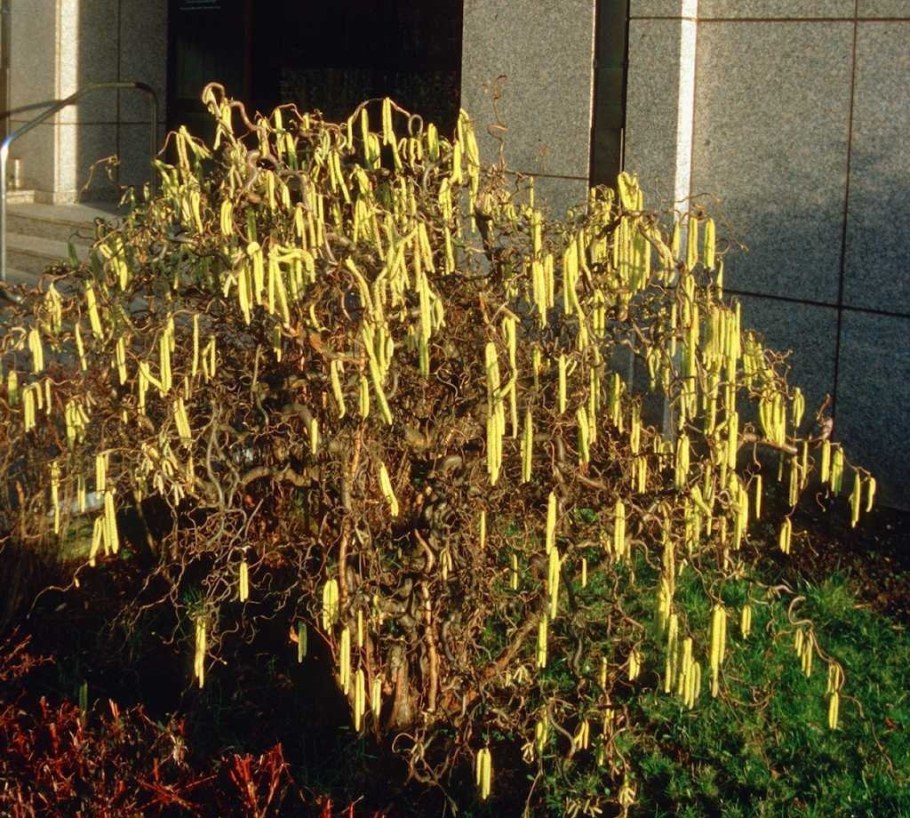 Лещина Конторта ред Маджестик