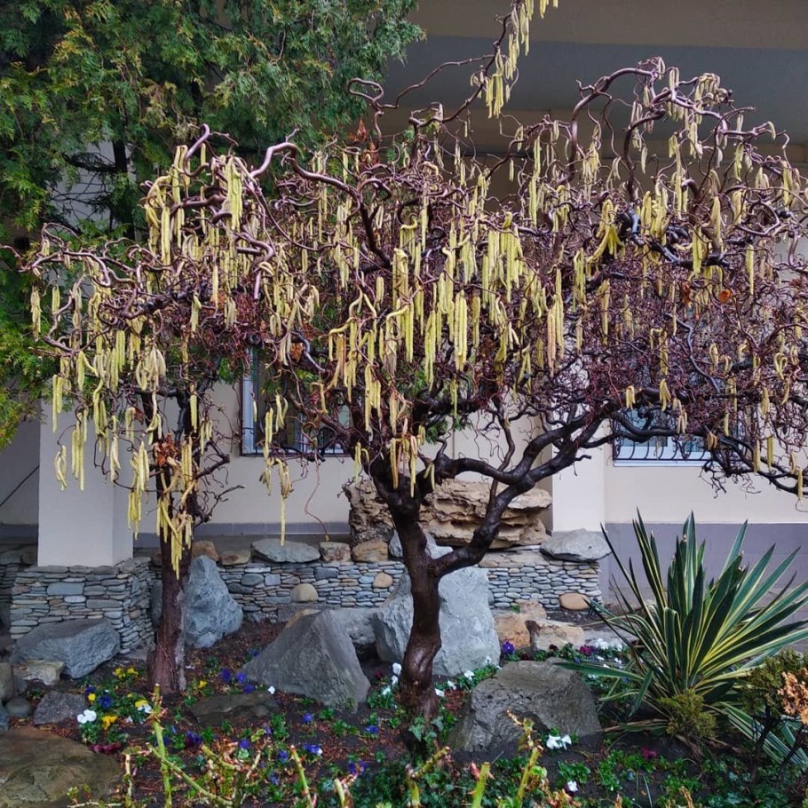 Орешник Конторта