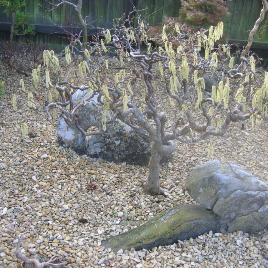 Лещина Конторта