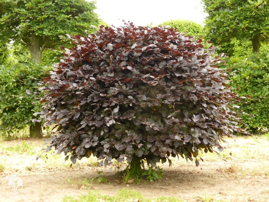 Бук Лесной Атропуницея