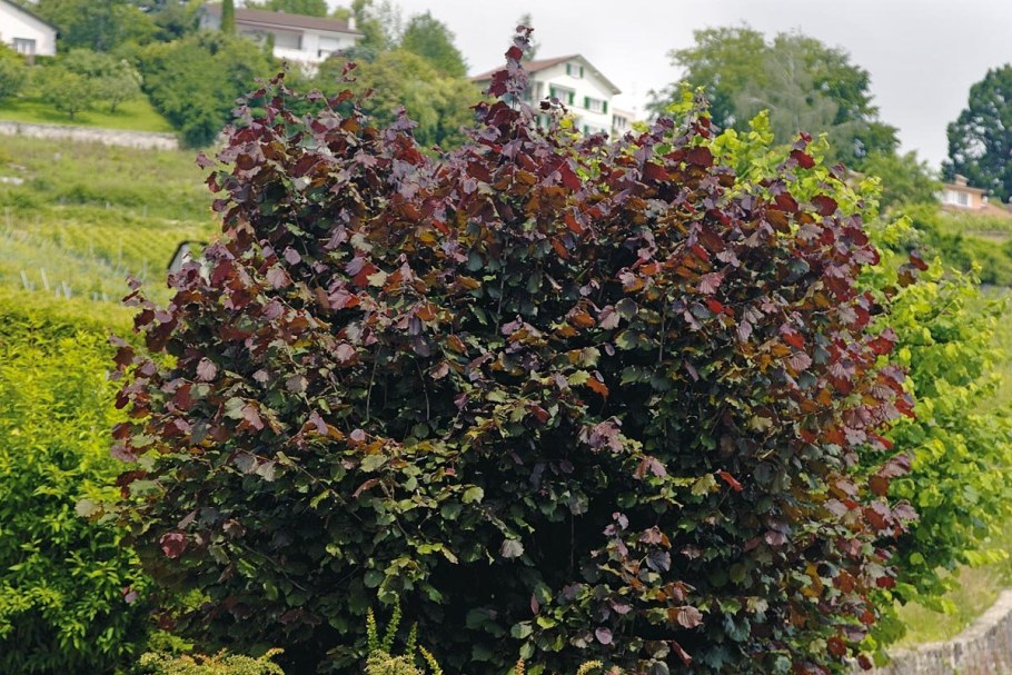 Лещина обыкновенная краснолистная