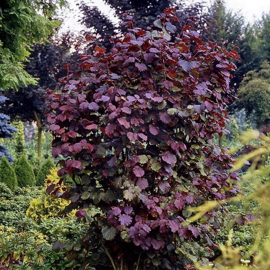 Лещина обыкновенная purpurea