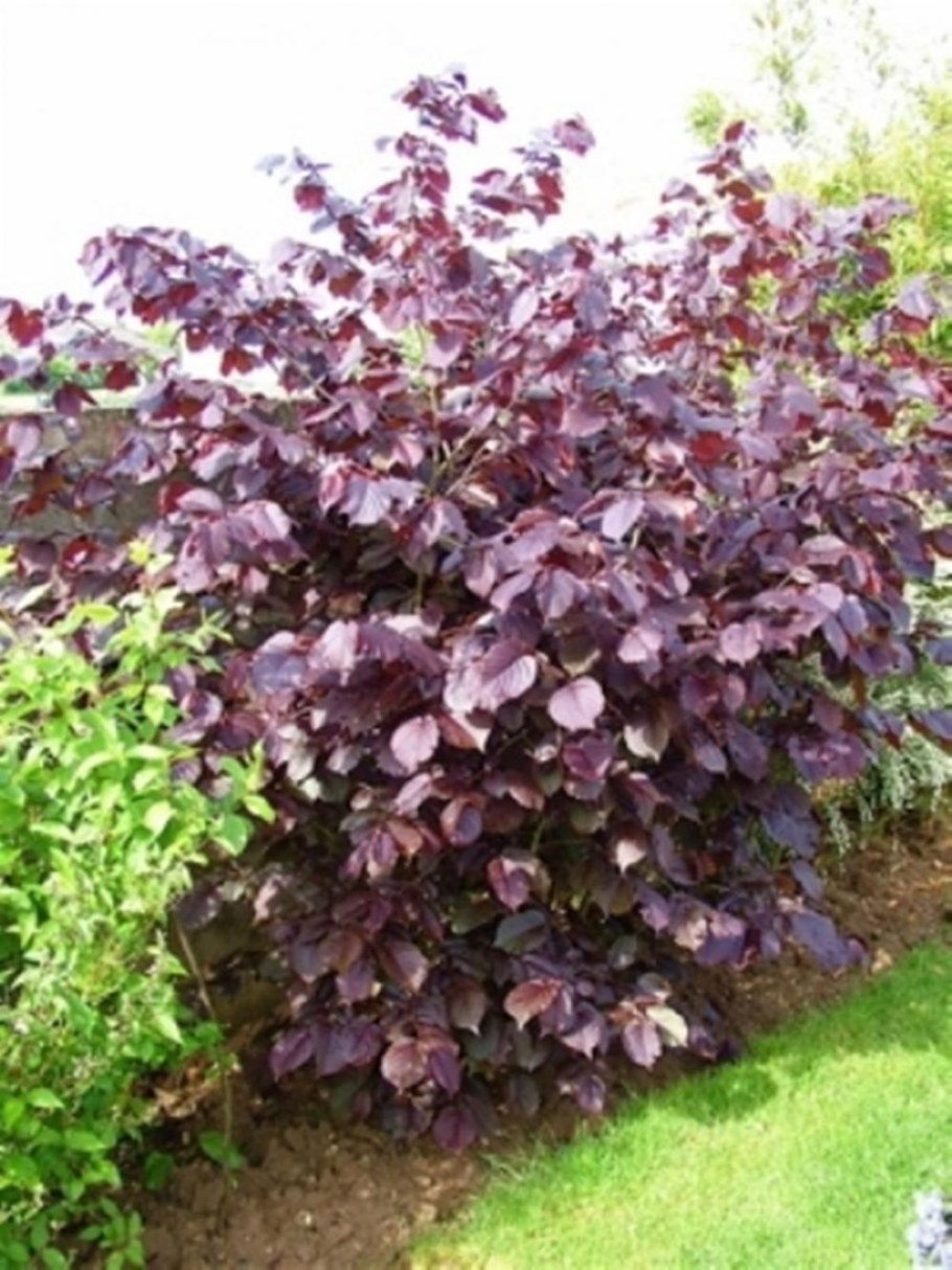 Ред Маджестик лещина краснолистная