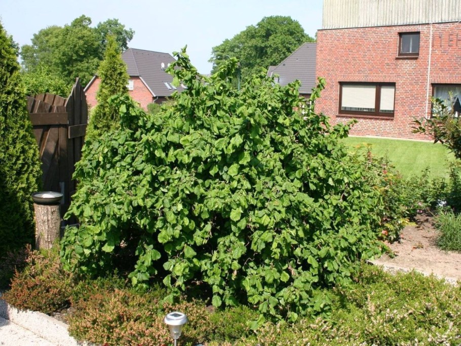 Лещина Конторта краснолистная