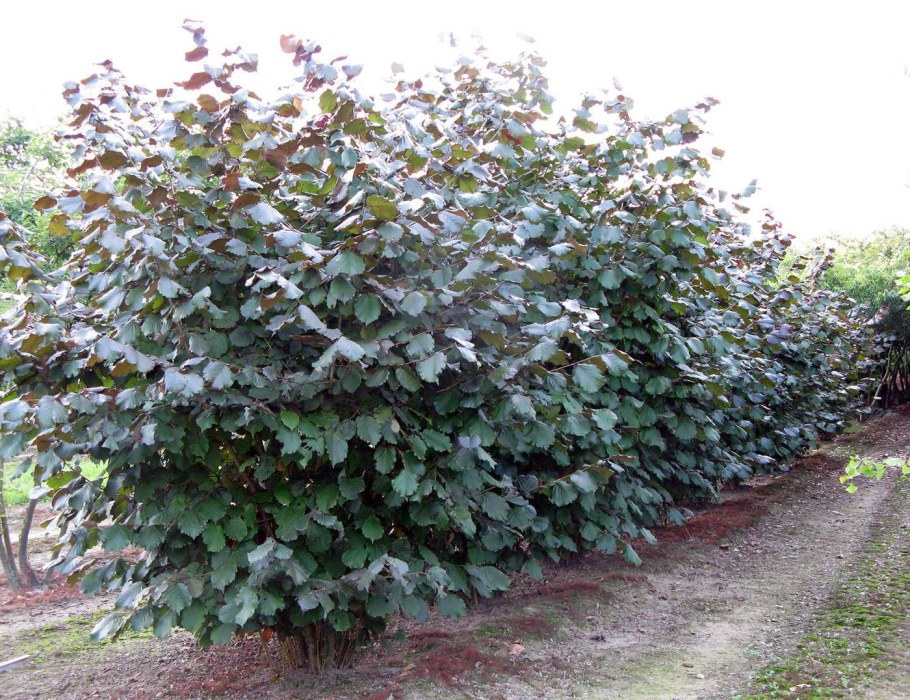 Лещина Конторта краснолистная