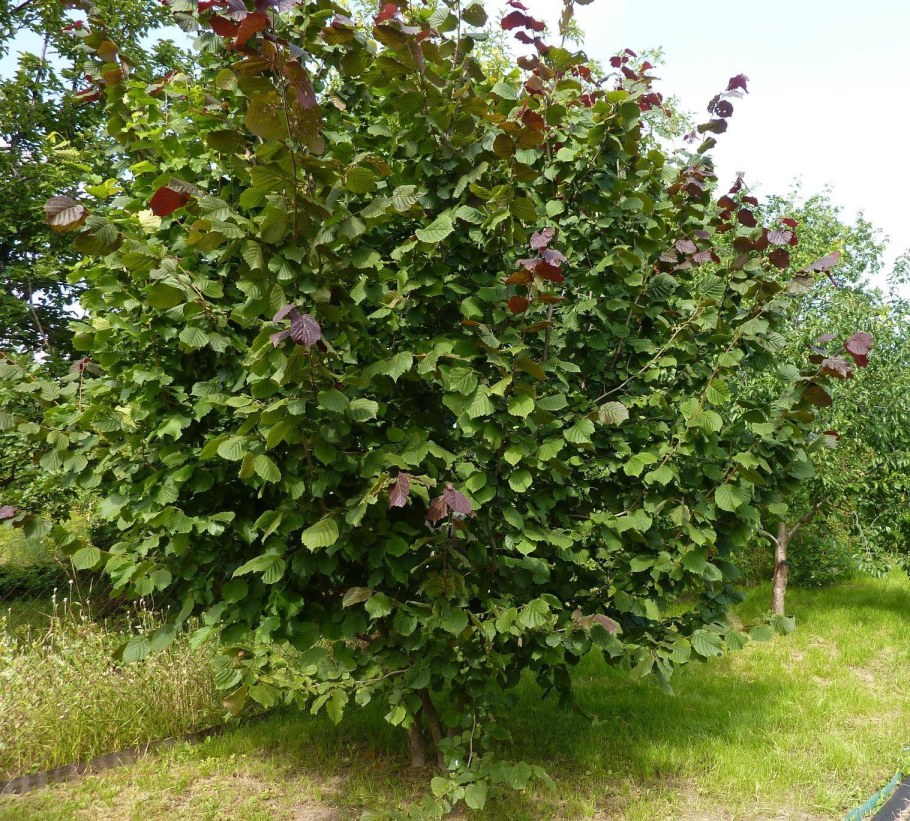 Фундук (лещина обыкновенная) Исаевский