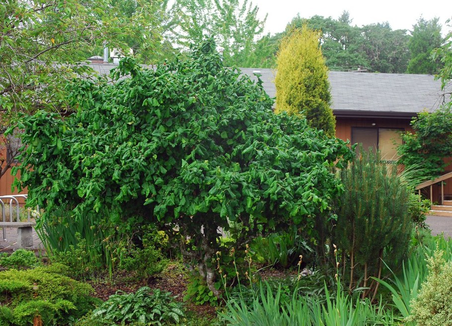 Фундук Конторта