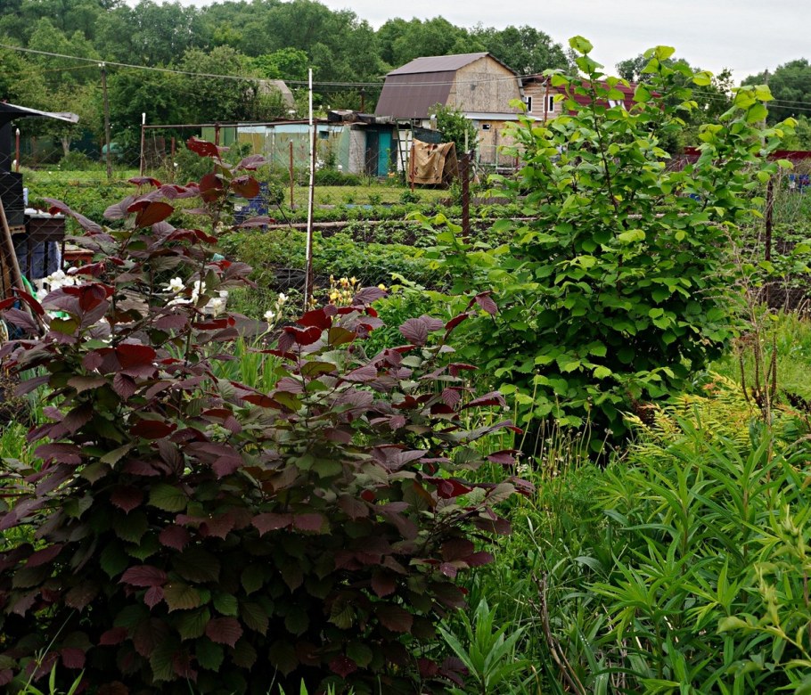 Если на даче посадить фундук