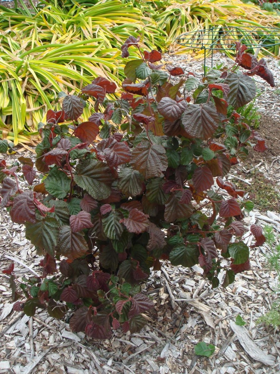 Ред Маджестик лещина краснолистная