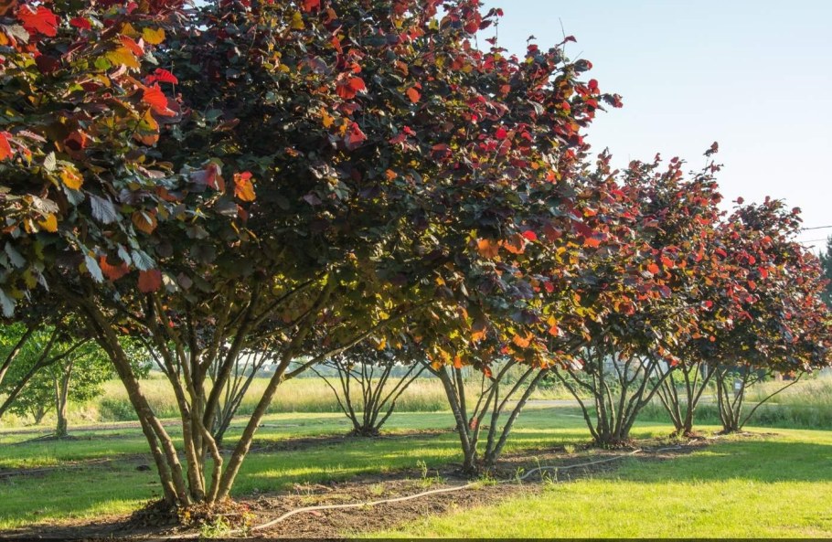 Лещина обыкновенная краснолистная