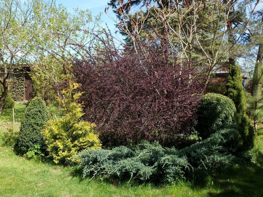 Барбарис оттавский auricoma