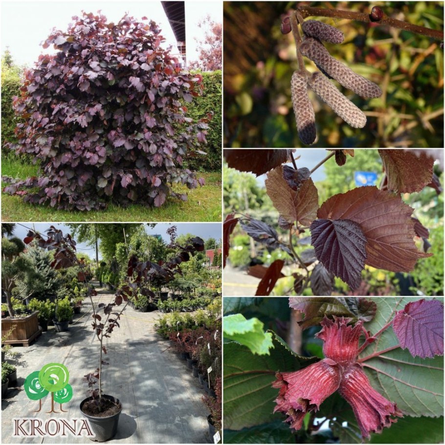 Лещина обыкновенная краснолистная