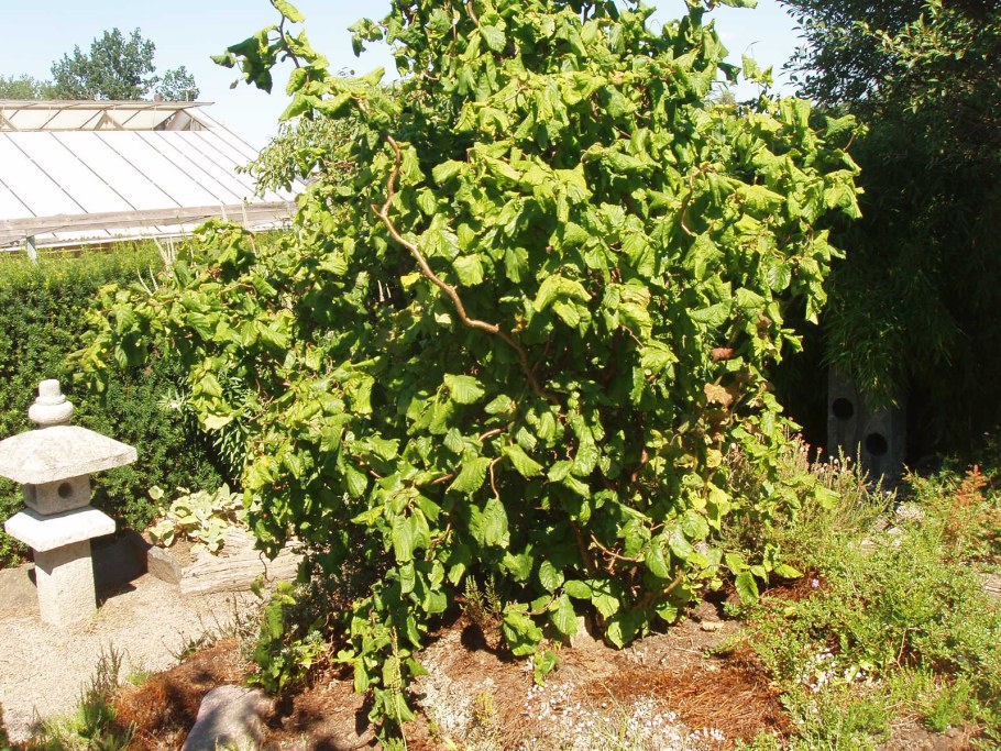 Лещина обыкновенная Конторта