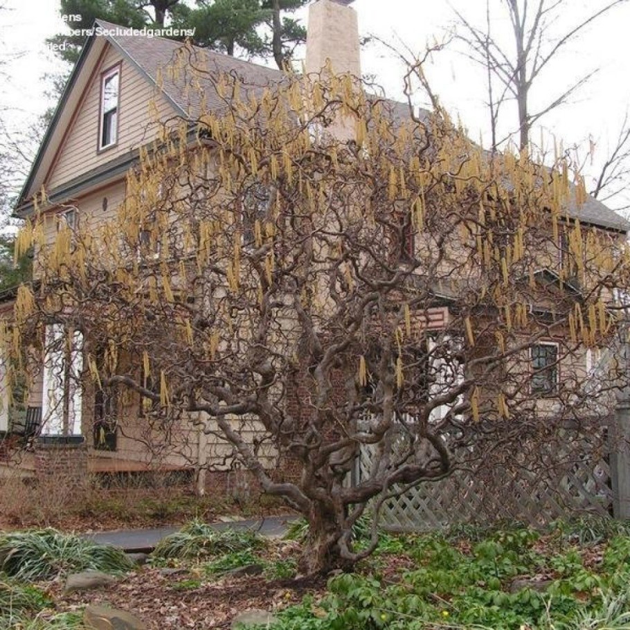 Лещина Конторта