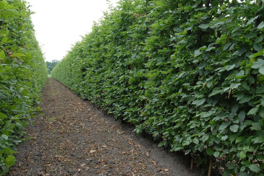 Липа мелколистная Живая изгородь