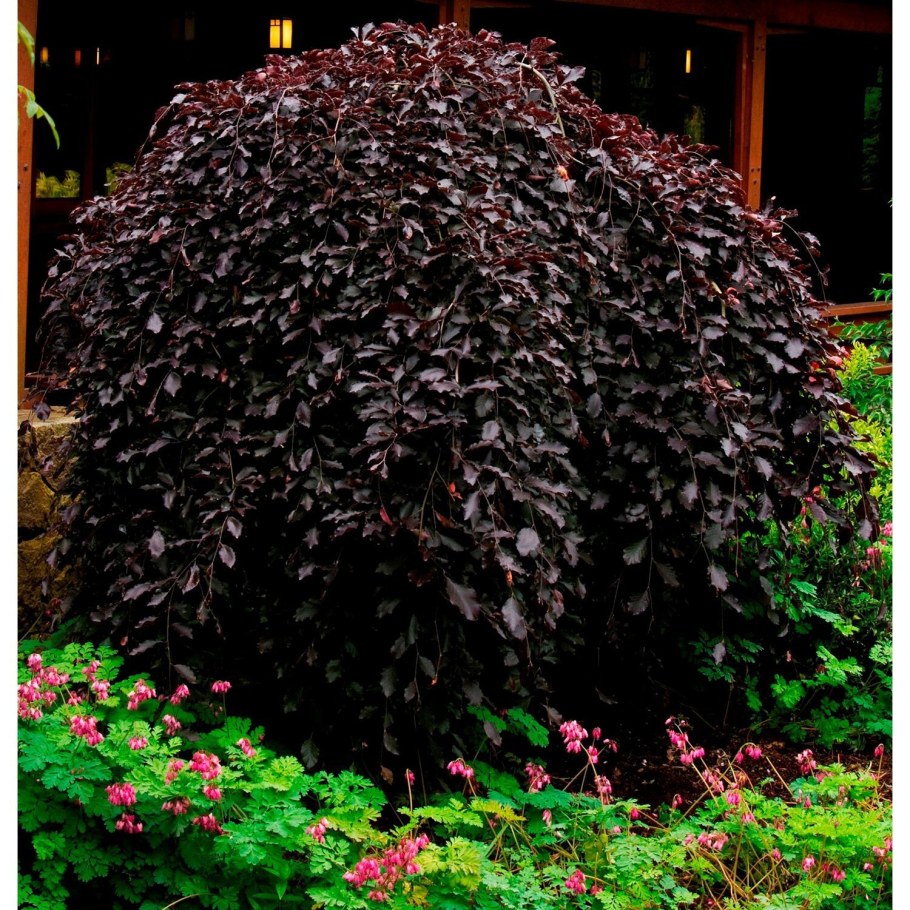 Лещина Конторта краснолистная