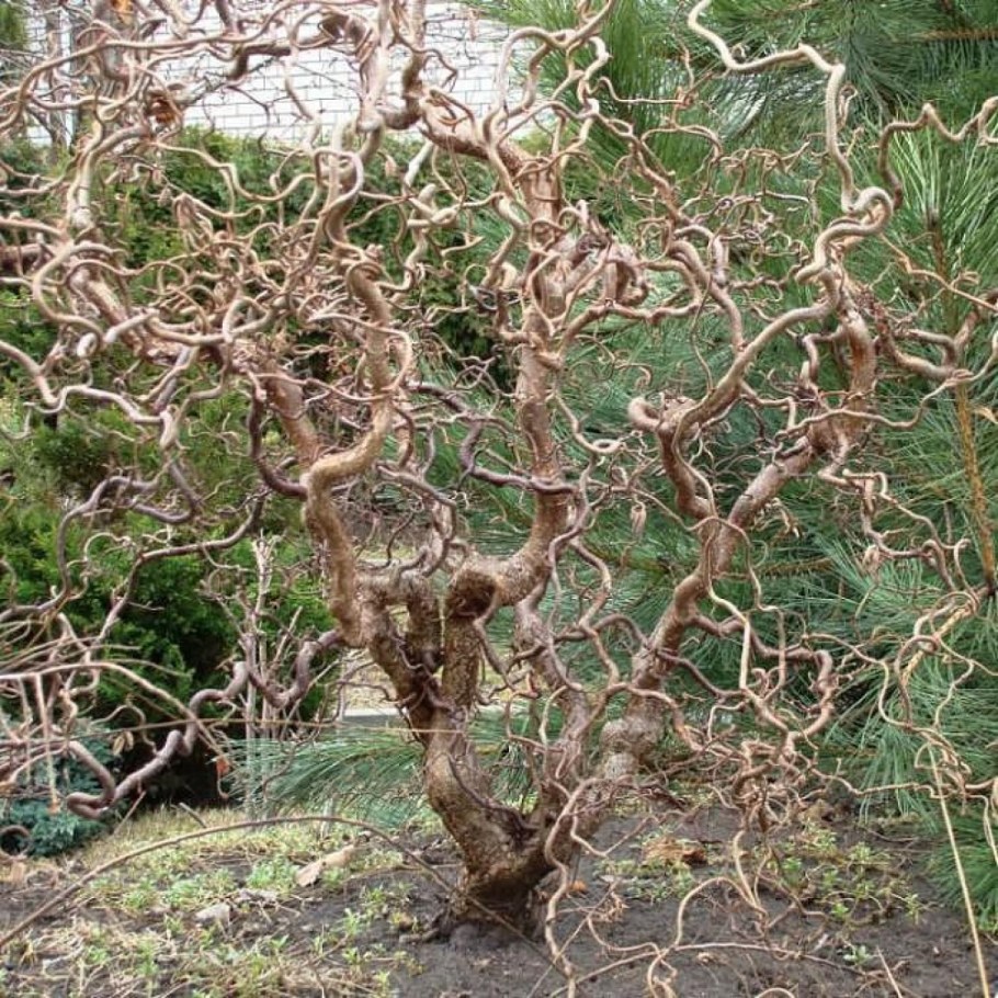 Лещина Конторта