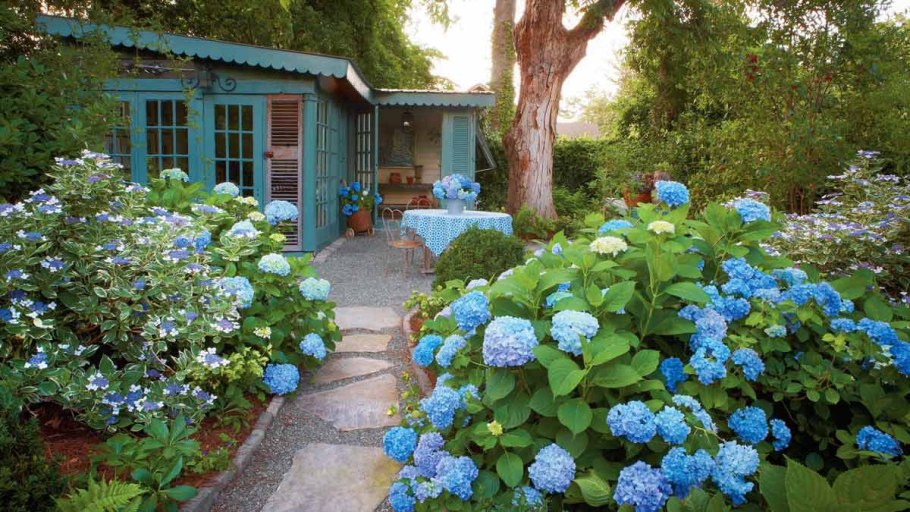 Гортензия крупнолистная синяя