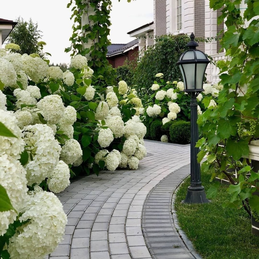 Гортензия Лаймлайт