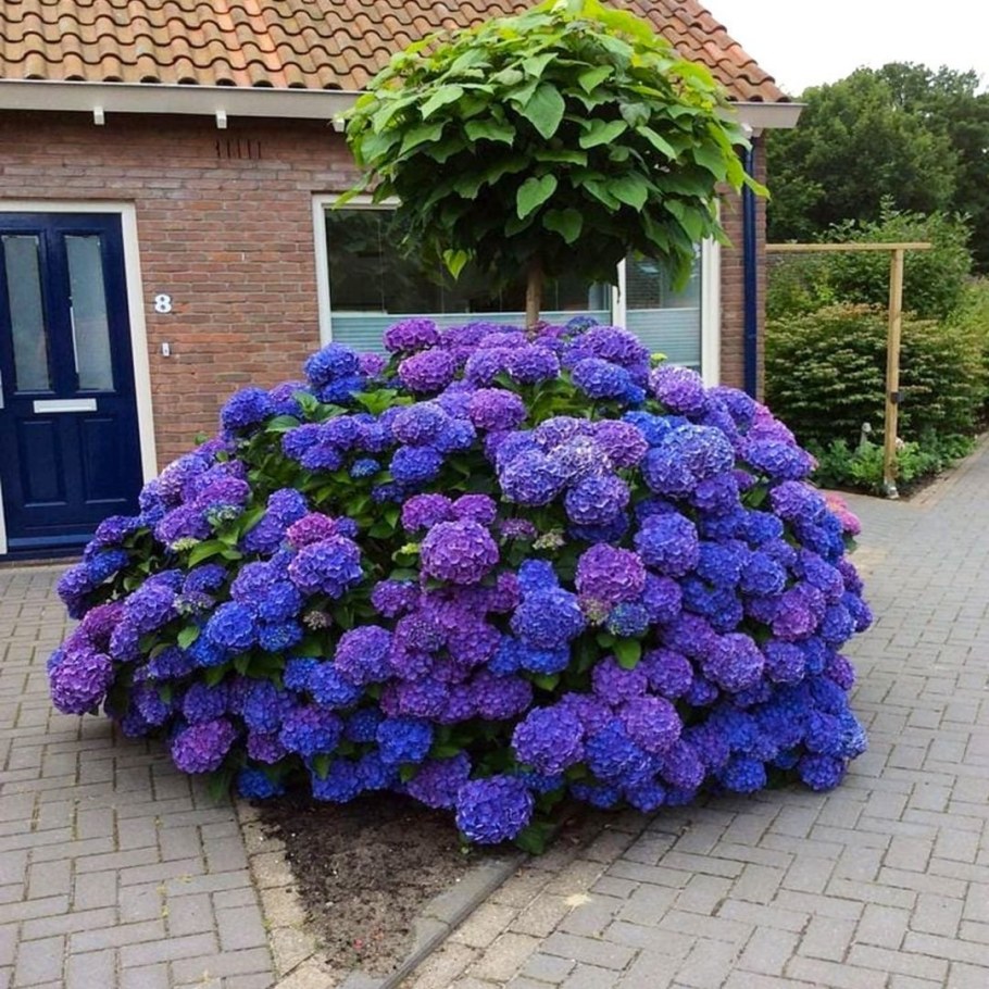 Гортензия Леммонхофф