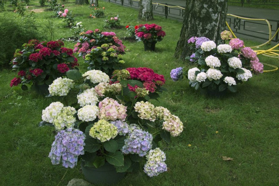 Гортензия бордюрная