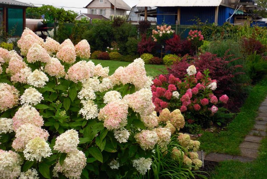 Гортензия метельчатая Bee Happy