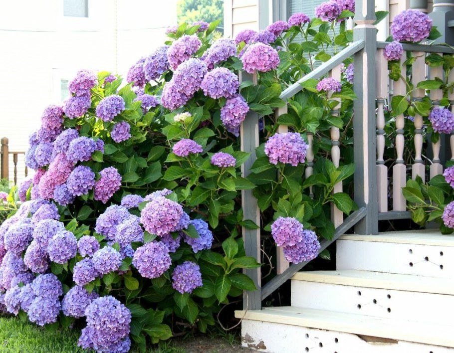 Гортензия Садовая крупнолистная