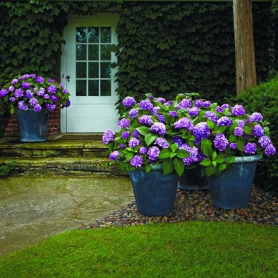 Гортензия крупнолистная