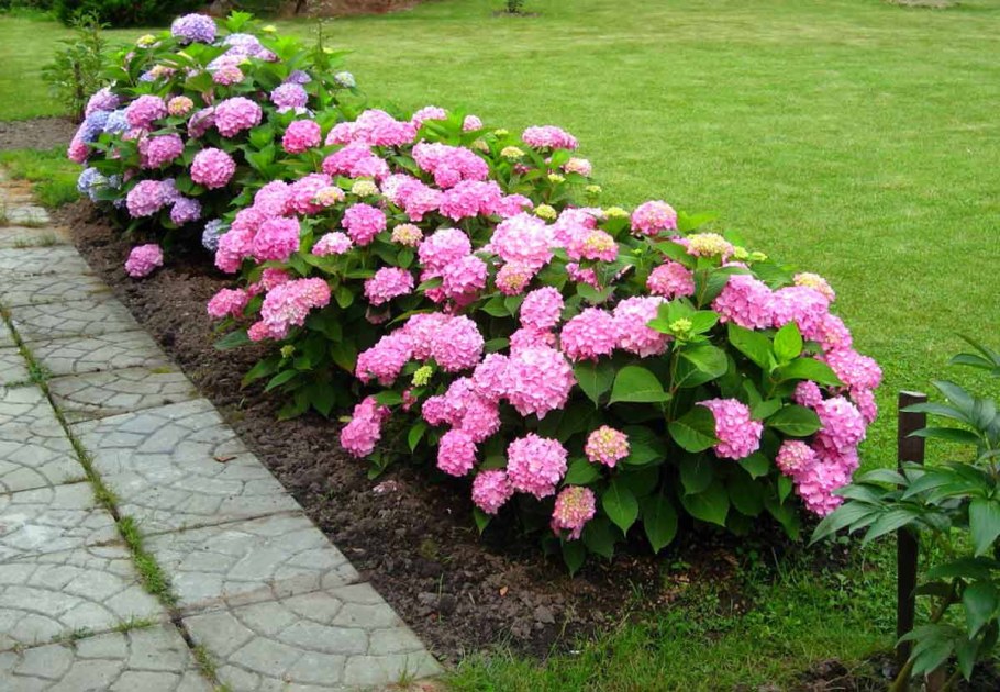 Гортензия Садовая крупнолистная