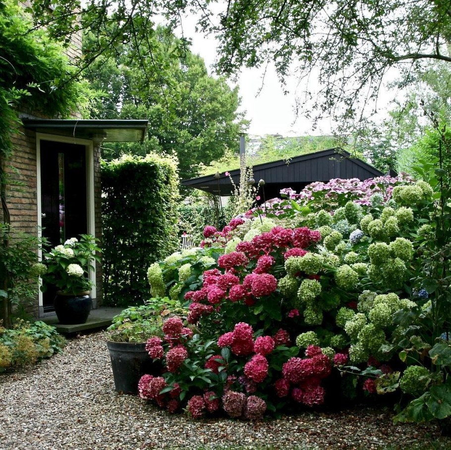 Клумбы с Крупнолистными гортензиями