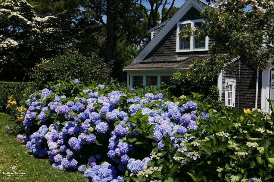 Гортензия крупнолистная изгородь