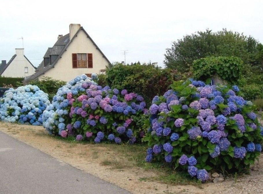 Гортензия крупнолистная Бенилюкс