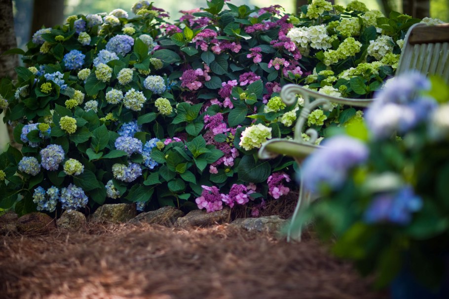 Клумбы с Крупнолистными гортензиями