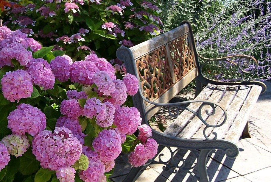 Гортензия Садовая крупнолистная