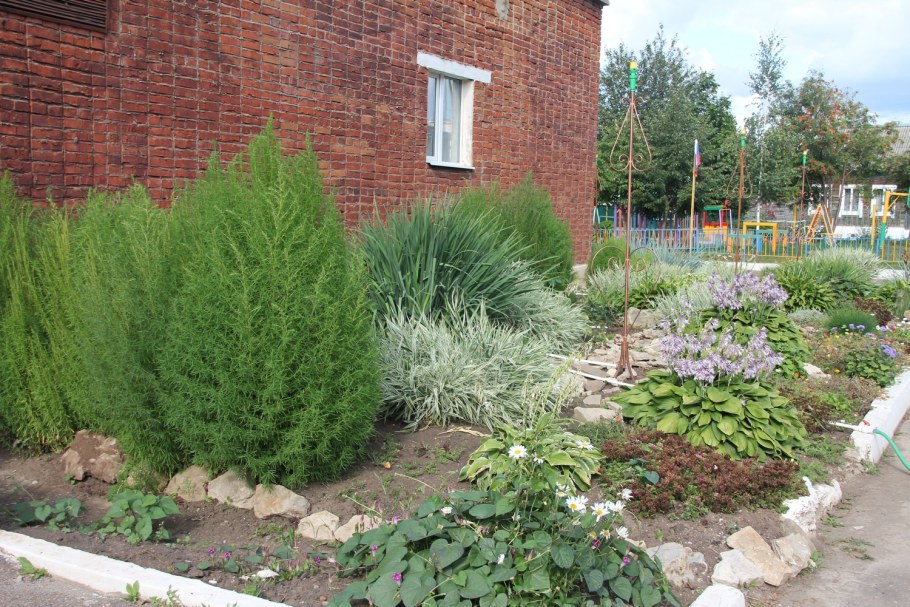 Кохия веничная Грин Форест