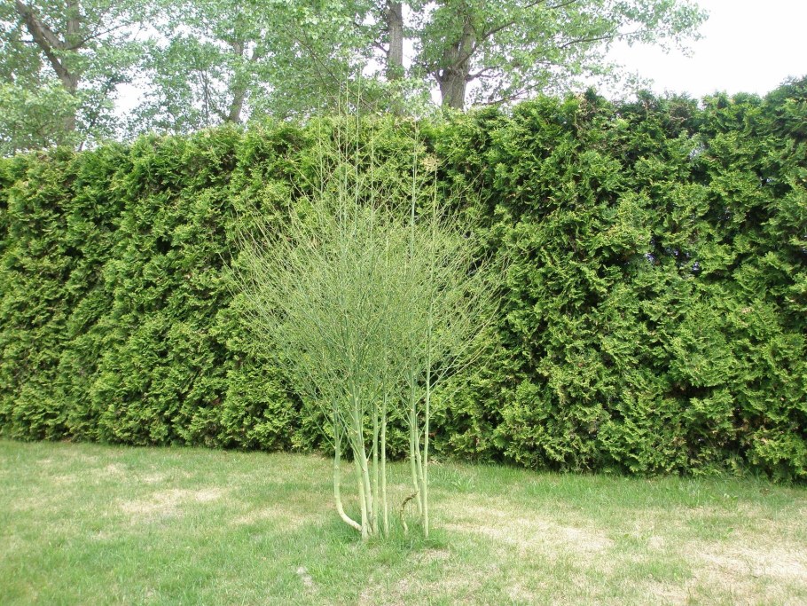 Спаржа декор сада