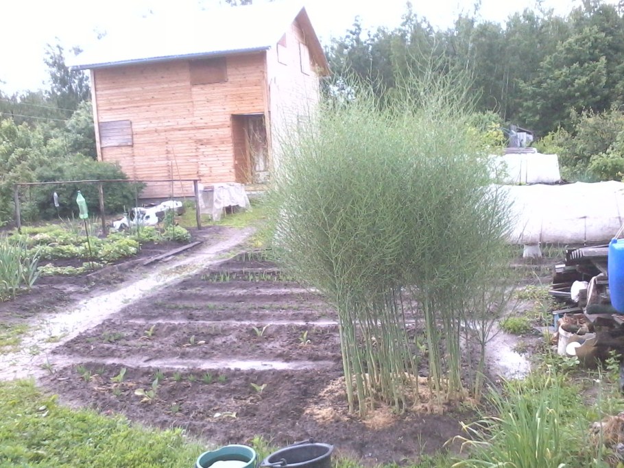 Спаржа Архангельская