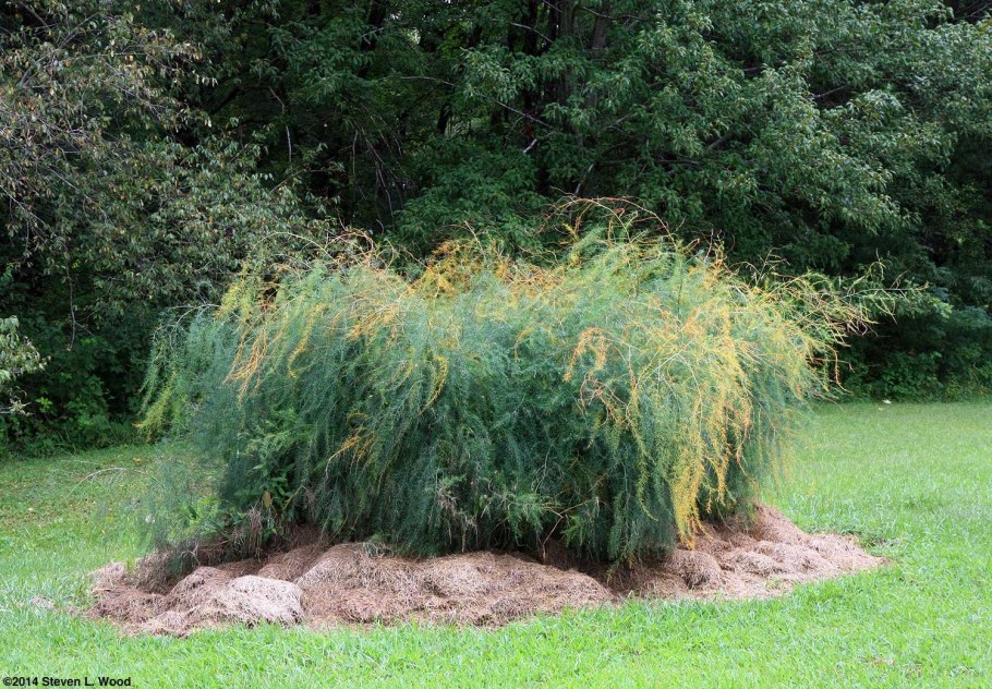 Спаржа куст декоративная