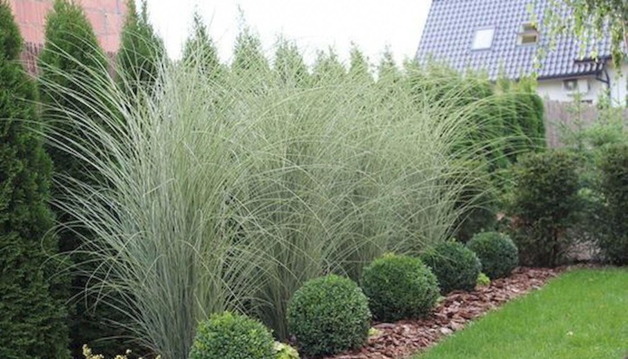 Мискантус Давид